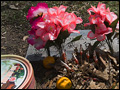 Cemetery Potpourri
